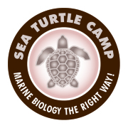 Sea Turtle Camp